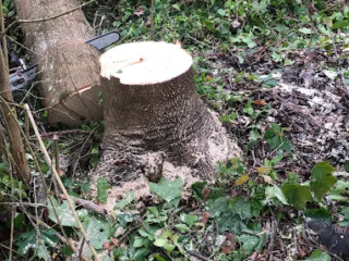 Abattage d’arbre dans le Doubs