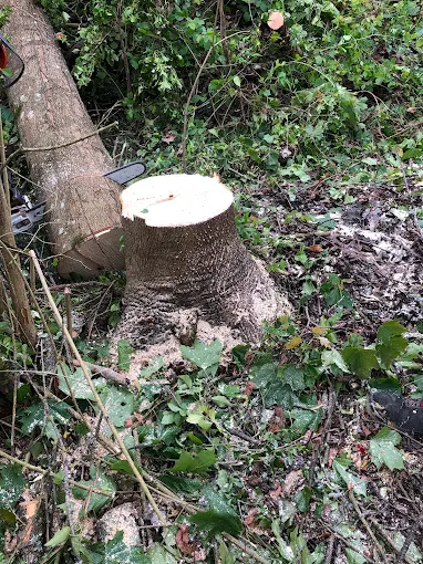 Abattage d’arbre dans le Doubs