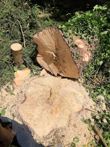 Coupe et abattage d’un arbre réalisés par un élagueur à Montbéliard