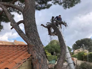Élagage à Montbéliard