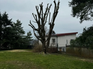 Élagage d'un arbre