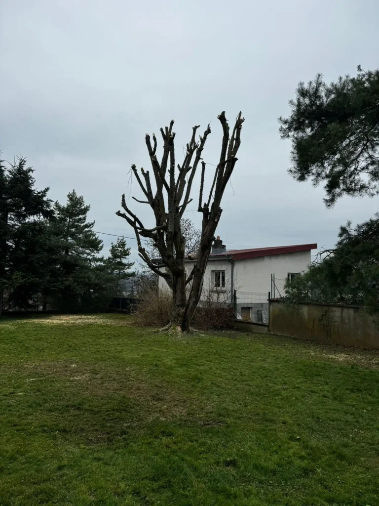 Élagage d'un arbre