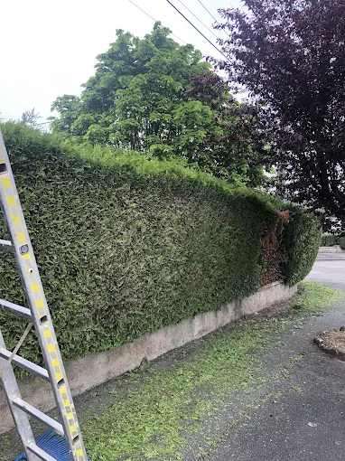 taille de cyprès